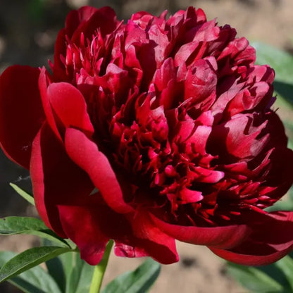 🌺THE QUEEN OF FLOWERS—DOUBLE PETALED PIANI