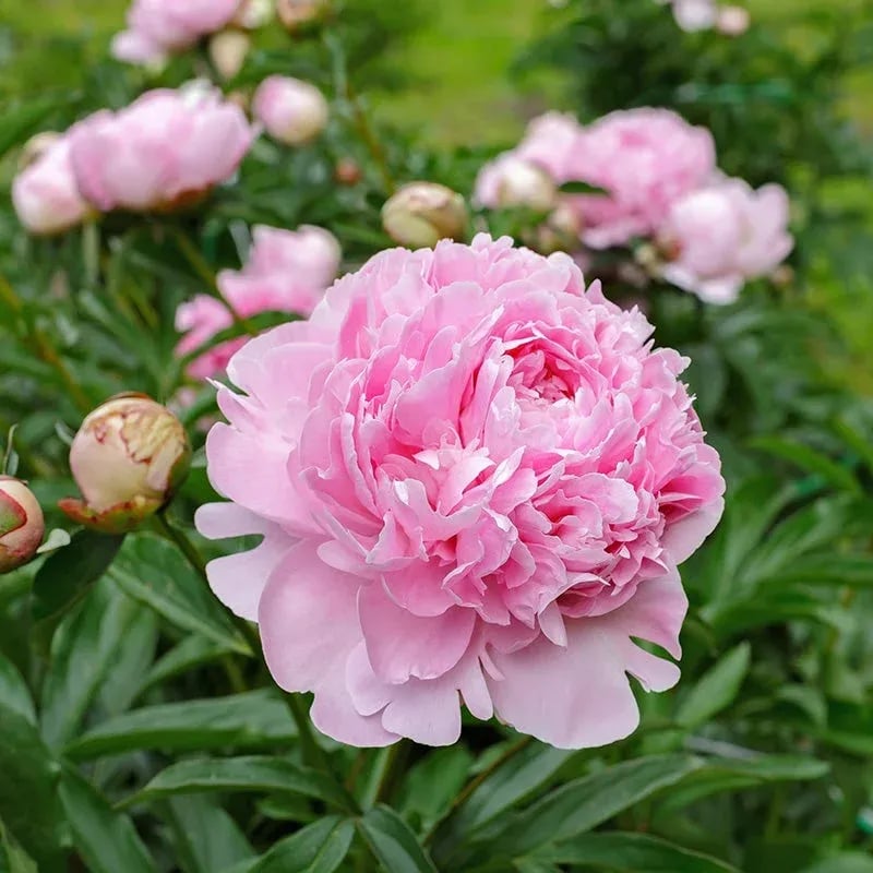 🌺THE QUEEN OF FLOWERS—DOUBLE PETALED PIANI