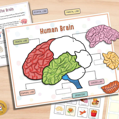 👦👧Human Body Anatomy Busy Book for Toddlers👍Kindergarten Preschool Learning Activities