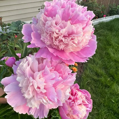 🌺THE QUEEN OF FLOWERS—DOUBLE PETALED PIANI