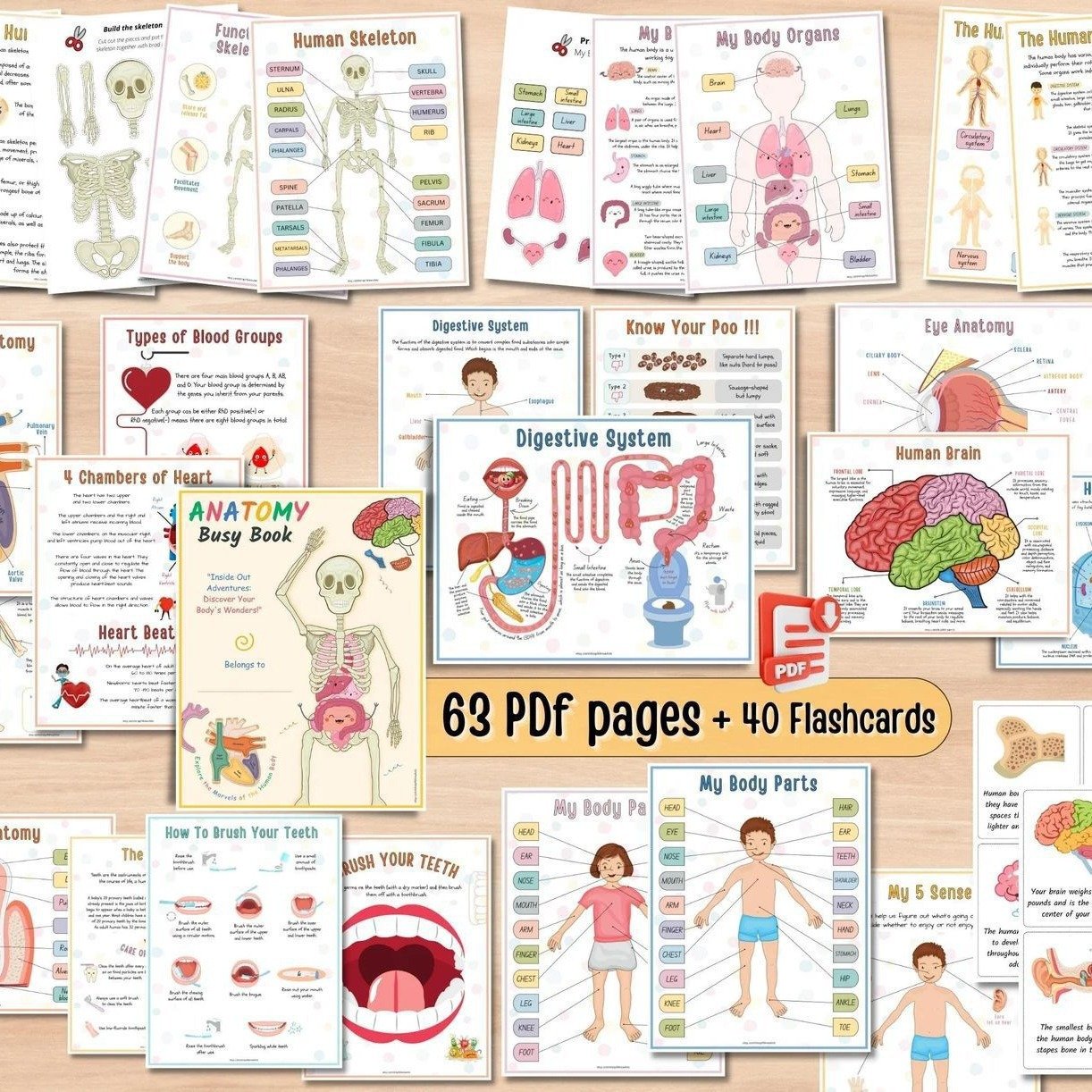 👦👧Human Body Anatomy Busy Book for Toddlers👍Kindergarten Preschool Learning Activities