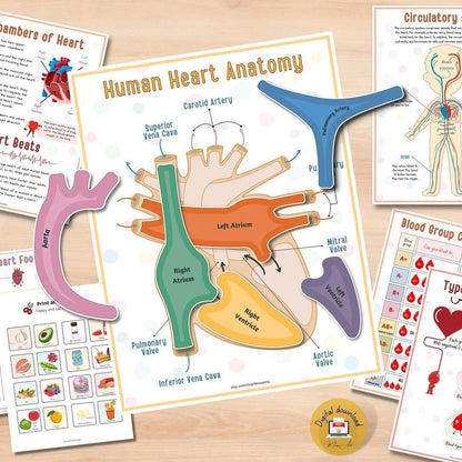 👦👧Human Body Anatomy Busy Book for Toddlers👍Kindergarten Preschool Learning Activities