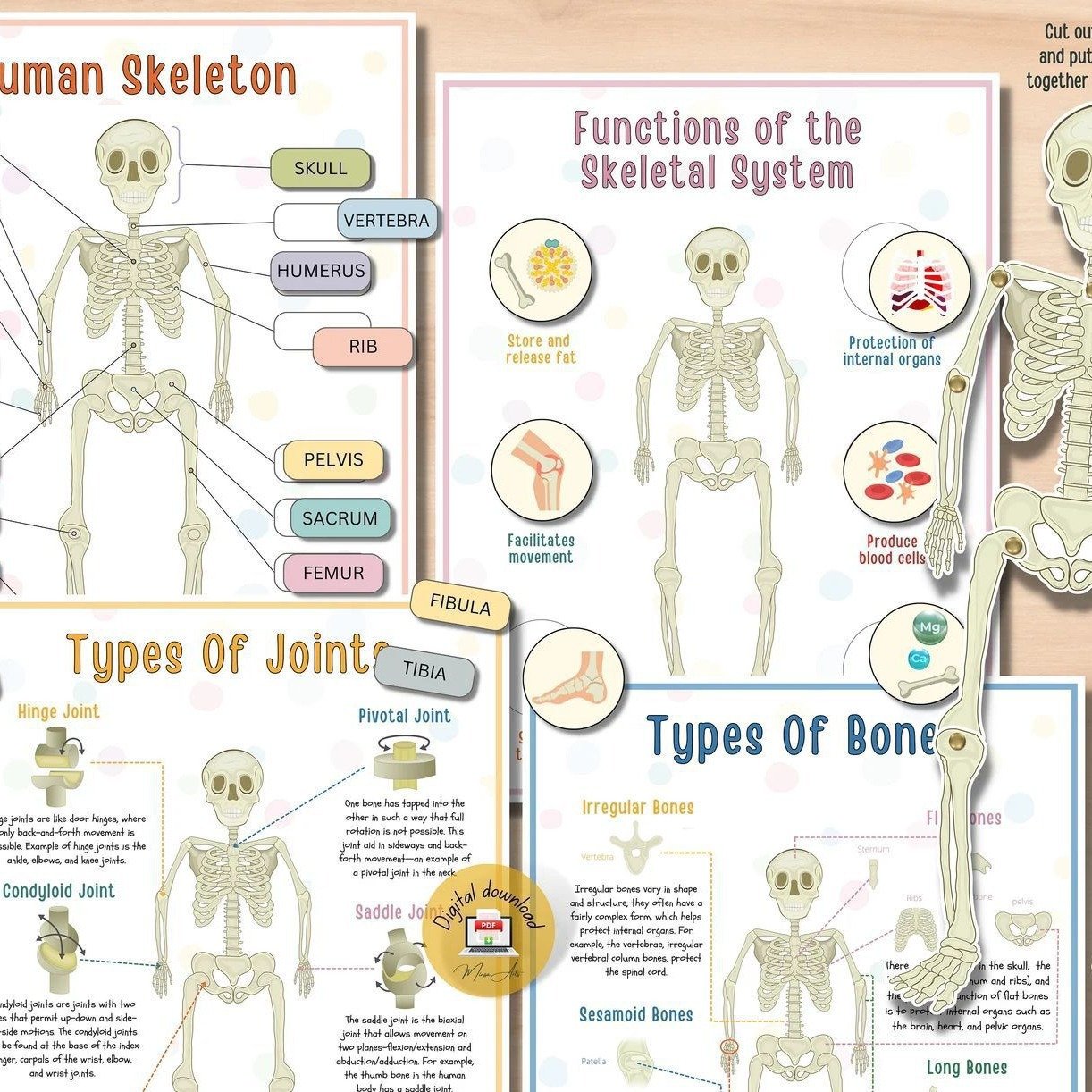 👦👧Human Body Anatomy Busy Book for Toddlers👍Kindergarten Preschool Learning Activities