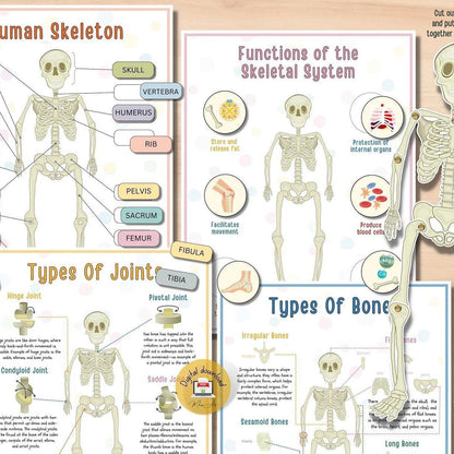 👦👧Human Body Anatomy Busy Book for Toddlers👍Kindergarten Preschool Learning Activities